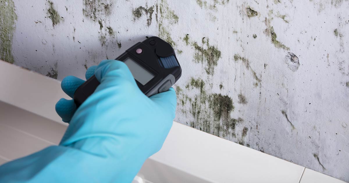 The Lowdown on Mold Sampling and Testing: What Home and Business Owners Need to Know